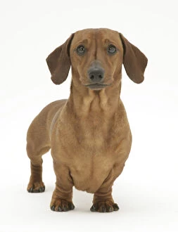 Red smooth-haired Miniature Dachshund bitch, standing, against white background