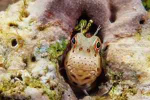 Blenniidae Prints: Red-spotted blenny (Blenniella chrysospilos) peering out from its protective home in the reef