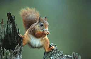Images Dated 8th March 2005: Red squirrel balancing on pine stump {Sciurus vulgaris} Norway