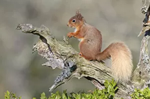 Images Dated 27th April 2011: Red Squirrel (Sciurus vulgaris). Speyside, Scotland, April