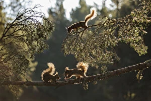 2019 August Highlights Collection: Red squirrel, (Sciurus vulgaris), three animals backlit on pine branch, Cairngorms National Park
