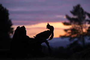 Red squirrel, (Sciurus vulgaris), silhouetted on stump at dawn, Scotland, UK. March