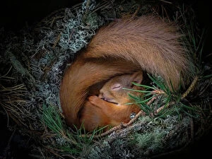 Editor's Picks: Red squirrel (Sciurus vulgaris), two curled up asleep in drey inside nest box. Nest of lichen