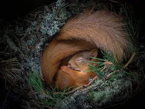 Highlands Of Scotland Collection: Red squirrel (Sciurus vulgaris), two curled up asleep in drey inside nest box. Nest of lichen