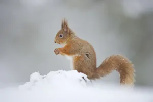 Red Squirrel (Sciurus vulgaris) adult in profile on snow. Cairngorms National Park