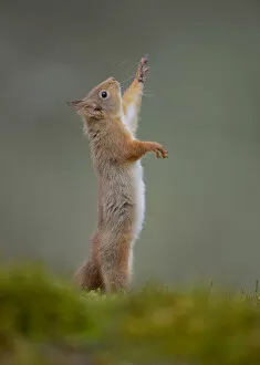 Red Squirrel (Sciurus vulgaris) adult reaching up. Cairngorms National Park, Scotland