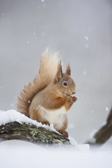 Gray Background Prints: Red Squirrel (Sciurus vulgaris) adult sitting and feeding in snowfall