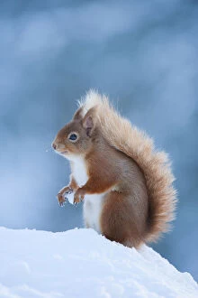 Red Squirrel (Sciurus vulgaris) adult in snow, Cairngorms National Park, Scotland
