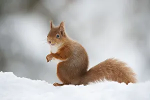 Red Squirrel (Sciurus vulgaris) adult in snow, Cairngorms National Park, Scotland