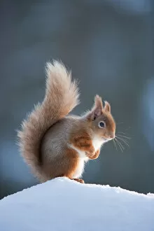 Images Dated 23rd February 2010: Red Squirrel (Sciurus vulgaris) adult in snow, Cairngorms National Park, Scotland