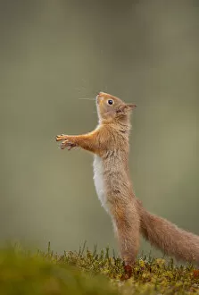 Images Dated 10th March 2011: Red Squirrel (Sciurus vulgaris) adult standing on its hind legs. Cairngorms National Park