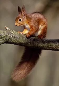 2018 April Highlights Collection: Red squirrel (Sciurus vulgaris) adult in winter coat in deciduous woodland, Berwickshire