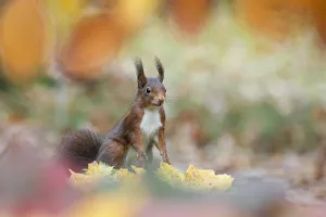 Autumn Prints: Red squirrel (Sciurus vulgaris) alert in autumnal woodland leaf litter