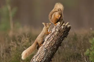 Interaction Prints: Red squirrel (Sciurus vulgaris) approaching another as it eats a nut
