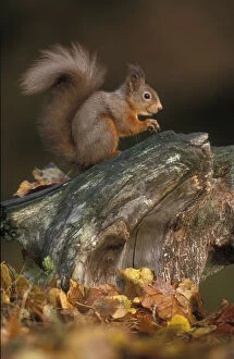 British Wildlife Gallery: Red squirrel {Sciurus vulgaris} autumn, Cairngorms National Park, Scotland