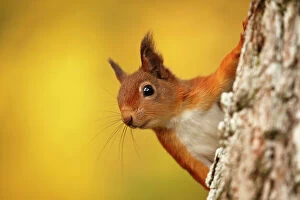 SCOTLAND - The Big Picture Gallery: Red squirrel (Sciurus vulgaris) with autumn colours, Cairngorms National Park, Highlands