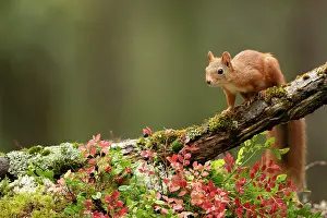 Sciuridae Prints: Red Squirrel (Sciurus vulgaris) on a branch in Autumn colours. Norway, September