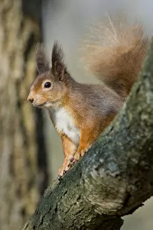 Images Dated 11th February 2012: Red squirrel (Sciurus vulgaris) on branch in morning sun, Brownsea Island, Dorset