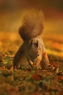 Images Dated 28th October 2015: Red Squirrel (Sciurus vulgaris) burying food, Highlands, Scotland, UK, October