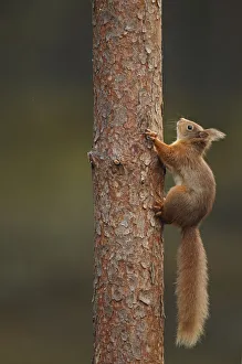 Red squirrel (Sciurus vulgaris) climbing a Pine (Pinus) trunk, Highlands, Scotland