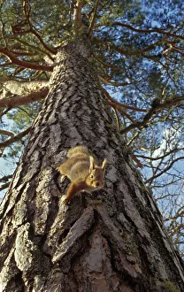 Red Squirrel (Sciurus vulgaris) climbing down pine tree, in the Cairngorms National Park