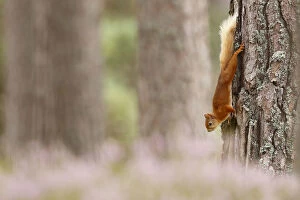 Images Dated 9th August 2016: Red squirrel (Sciurus vulgaris) climbing down Scots pine tree, with heather in bloom