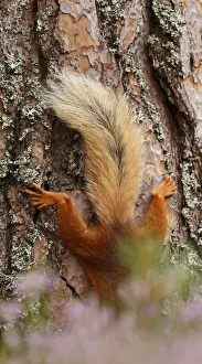 Red squirrel (Sciurus vulgaris) climbing down Scots pine tree, just tail visible