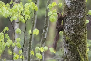 2021 January Highlights Collection: Red squirrel (Sciurus vulgaris) climbing tree trunk in forest, Vosges, France, May