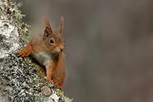 Ear Tufts Prints: Red squirrel (Sciurus vulgaris) climbing on tree trunk