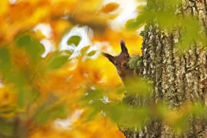 Red squirrel (Sciurus vulgaris) climbing tree trunk with autumn leaves, Highlands, Scotland, October 2015