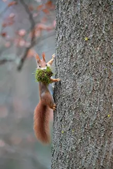 Rodentia Prints: Red squirrel (Sciurus vulgaris) climbing tree trunk with nesting material in mouth