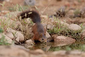 Waters Edge Prints: Red squirrel (Sciurus vulgaris) drinking at pool, La Rioja, Spain. August