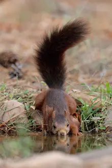 Waters Edge Prints: Red squirrel (Sciurus vulgaris) drinking at pool, La Rioja, Spain. August