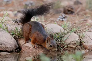 Waters Edge Prints: Red squirrel (Sciurus vulgaris) drinking at pool, La Rioja, Spain. August