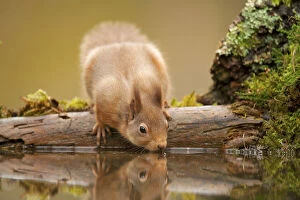 Images Dated 17th November 2011: Red squirrel (Sciurus vulgaris) drinking from woodland pool, Scotland, UK, November