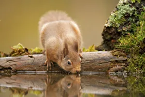 Red squirrel (Sciurus vulgaris) drinking from woodland pool, Scotland, UK, November