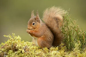 Red squirrel (Sciurus vulgaris) feeding, Black Isle, Scotland, UK, February