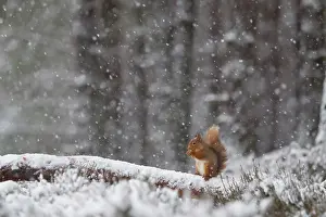 Sciuridae Prints: Red Squirrel (Sciurus vulgaris) feeding in heavy snowfall. Glenfeshie, Scotland, January