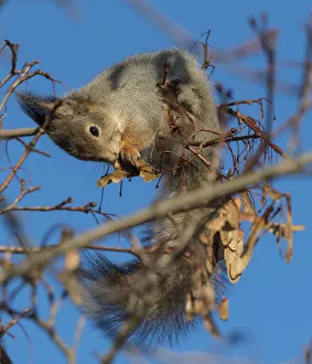 Red squirrel (Sciurus vulgaris) feeding on Maple (Acer sp) seeds in tree