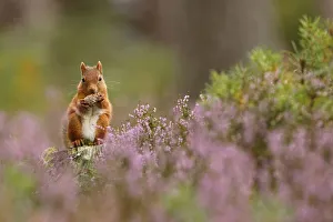 Red squirrel (Sciurus vulgaris) feeding on pine cone in purple heather covered pine forest