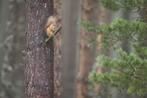 Images Dated 10th July 2014: Red squirrel (Sciurus vulgaris) feeding in Scots pine tree, Cairngorms National Park