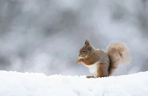 Red squirrel (Sciurus vulgaris) feeding in snow. Scotland, UK. March