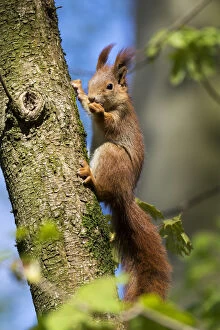 Images Dated 22nd April 2015: Red squirrel (Sciurus vulgaris) feeding in a tree, Bavaria, Germany, Europe