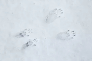 Images Dated 21st January 2016: Red Squirrel (Sciurus vulgaris) foot prints in snow, Cairngorms National Park, Highlands