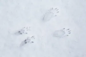 Images Dated 21st January 2016: Red Squirrel (Sciurus vulgaris) foot prints in snow, Cairngorms National Park, Highlands