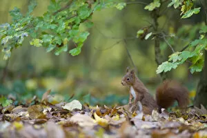 Images Dated 26th October 2010: Red squirrel (Sciurus vulgaris) foraging for buried nuts on woodland floor, autumn, France