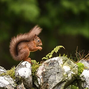 Flick Solitaire - Nick Garbutt Collection: Red squirrel (Sciurus vulgaris) foraging on dry stone wall. Aigas Field Centre