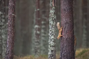 Images Dated 10th July 2014: Red squirrel (Sciurus vulgaris) foraging in forest, climbing down tree trunk, Cairngorms