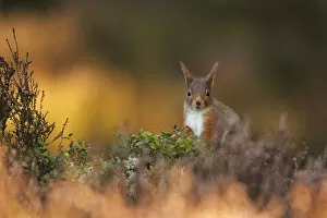 Images Dated 22nd March 2012: Red Squirrel (Sciurus vulgaris) foraging amongst heather as first light hits forest floor