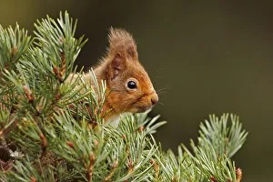 Red Squirrel (sciurus vulgaris) foraging in pine tree, Cairngorms National Park, Highlands